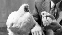 ayam-tanpa-kepala-bisa-bertahan-hidup-hingga-18-bulan