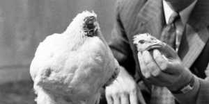 ayam-tanpa-kepala-bisa-bertahan-hidup-hingga-18-bulan
